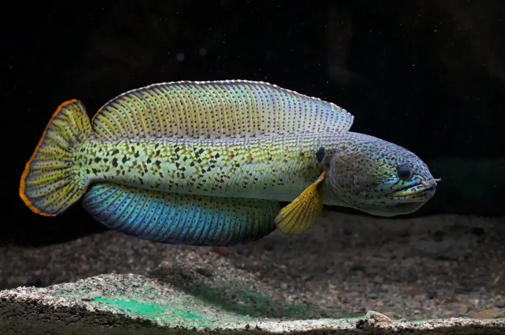 雷龙界的“爱马仕”：哪些稀有品种价值不菲？ 1