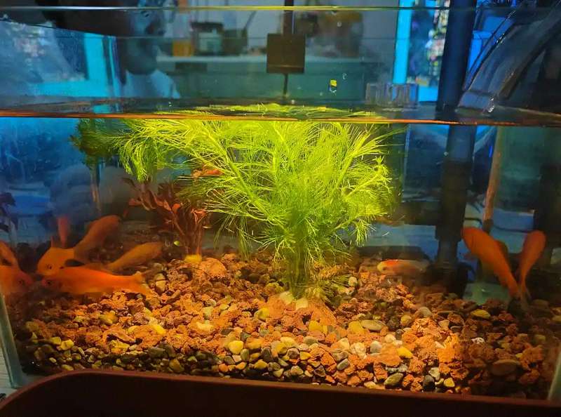 治疗期间,主缸的鱼怎么办?这份“防疫指南”请收好! 3 治疗期间,主缸的鱼怎么办?这份“防疫指南”请收好! 3