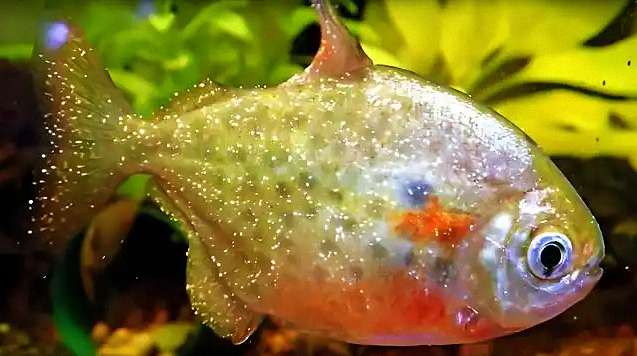 白点病：从寄生到治愈的完整揭秘 2