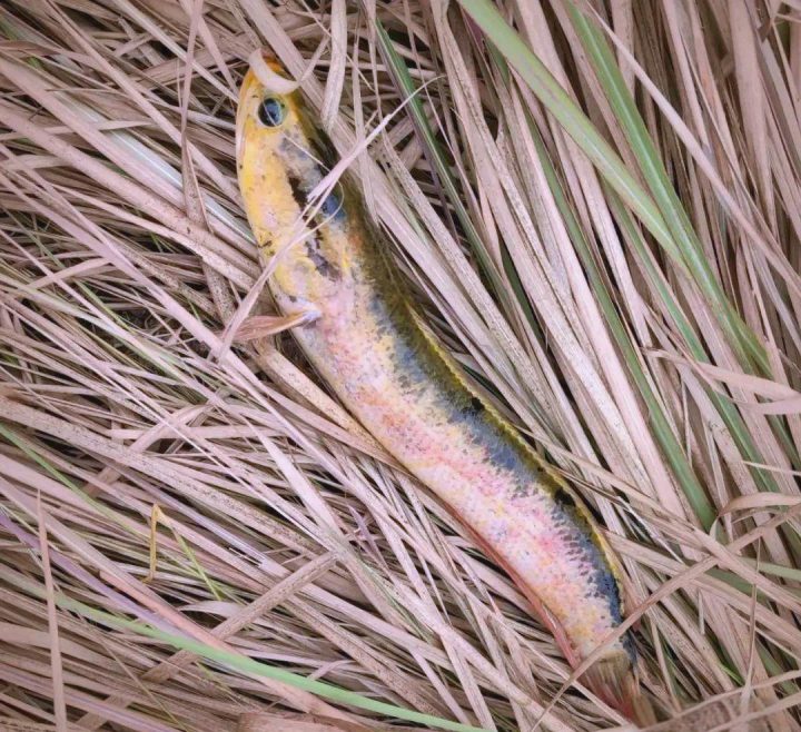 a5c27d1ed21b0ef4440949d1510254ca83cb3eb6.jpeg@f_auto 3 a5c27d1ed21b0ef4440949d1510254ca83cb3eb6.jpeg@f_auto 3