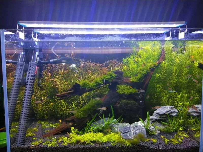 水质测试，测什么最关键？这四项是鱼缸健康的“生命线” 1