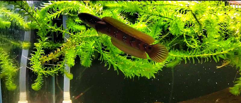 养雷龙鱼的你，家里备好这个“急救箱”了吗？ 1