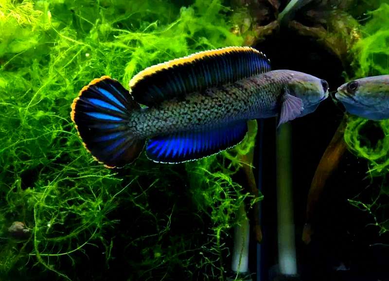 养雷龙鱼的你，家里备好这个“急救箱”了吗？ 3