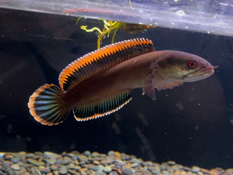 鱼病治疗两板斧：药浴与内服，你用对了吗？ 2