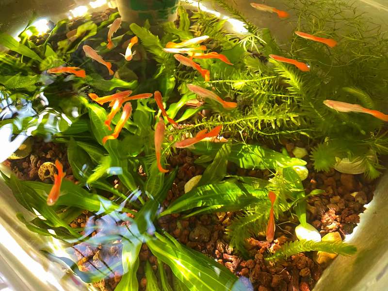 水质测试，测什么最关键？这四项是鱼缸健康的“生命线” 3