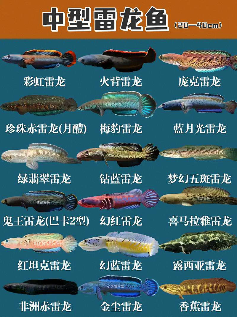 雷龙鱼品种全景图鉴：从入门选择到深度鉴赏 2