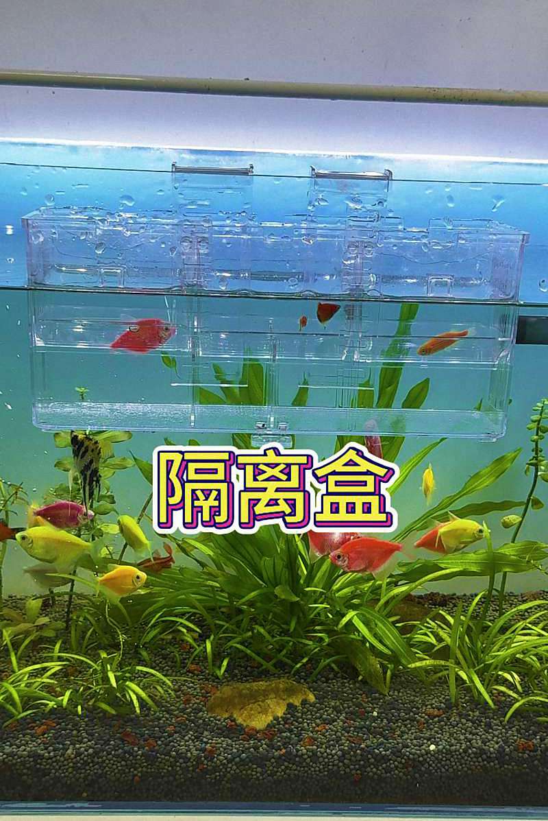 治疗期间,主缸的鱼怎么办?这份“防疫指南”请收好! 1 治疗期间,主缸的鱼怎么办?这份“防疫指南”请收好! 1