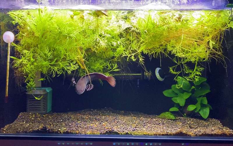 养雷龙鱼的你，家里备好这个“急救箱”了吗？ 2