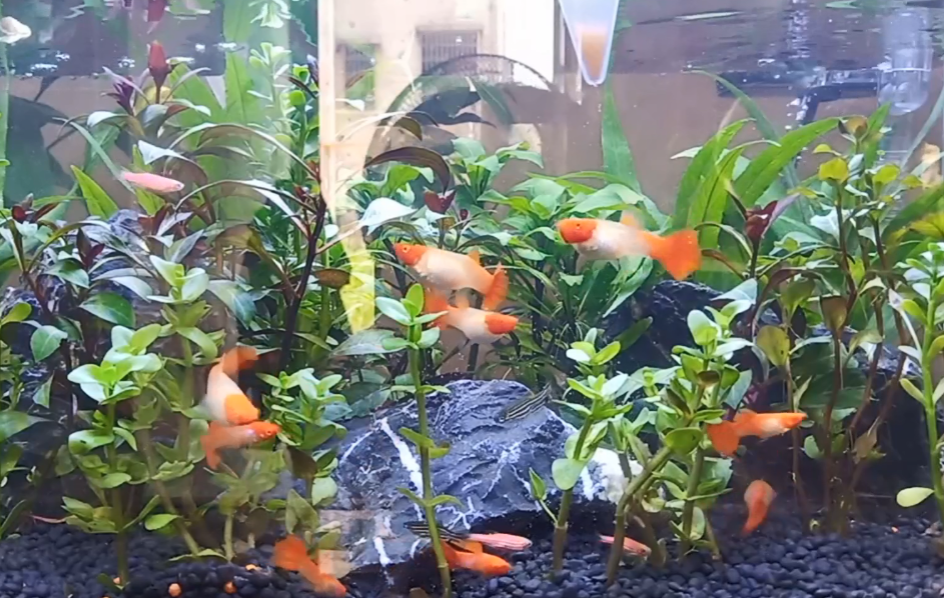 闯缸鱼一般放几条？新手开缸必读的“水质侦察兵”指南