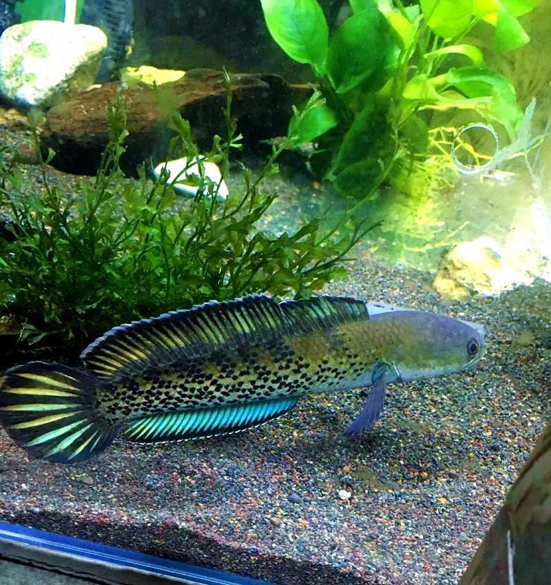 鱼身上冒出一个个小白点?别急,这是常见的“白点病”! 4 鱼身上冒出一个个小白点?别急,这是常见的“白点病”! 4