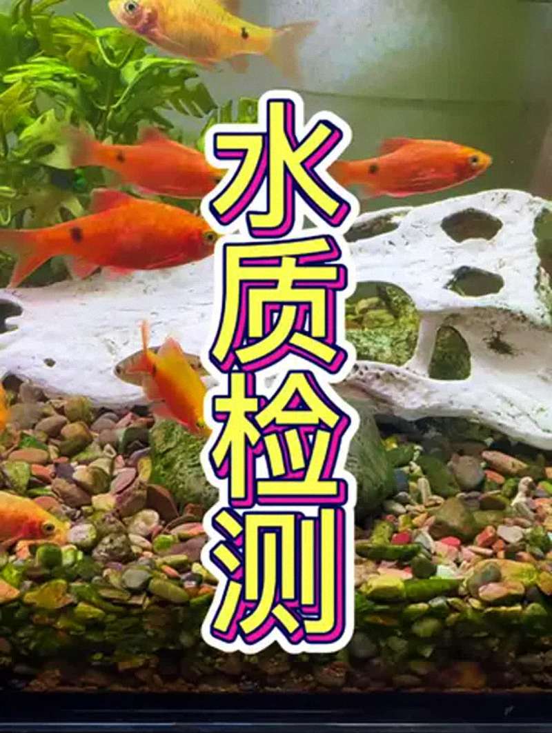 鱼病先查水：为什么水质是治疗的第一张“化验单”？ 2