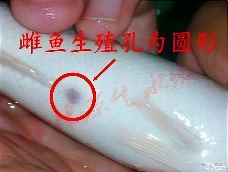 【雷龙鱼公母辨别】如何辨别雷龙鱼的公母？一份详尽的实操指南 3