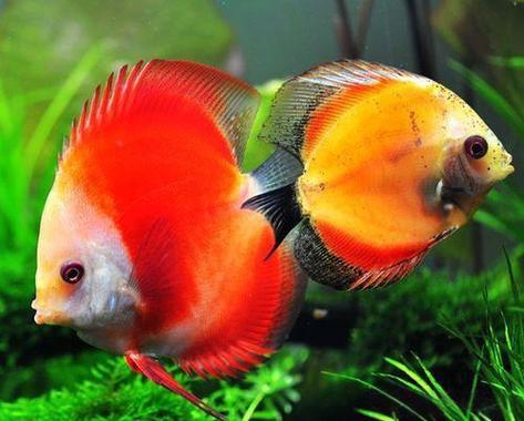 一鱼五看:从体表到行为,读懂爱鱼的“健康密码” 1 一鱼五看:从体表到行为,读懂爱鱼的“健康密码” 1