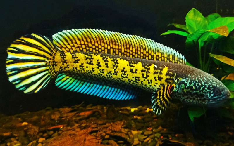 鱼病治疗两板斧：药浴与内服，你用对了吗？ 1