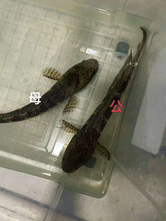 【雷龙鱼公母辨别】如何辨别雷龙鱼的公母？一份详尽的实操指南 1