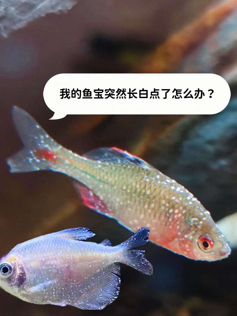 白点病：从寄生到治愈的完整揭秘 1