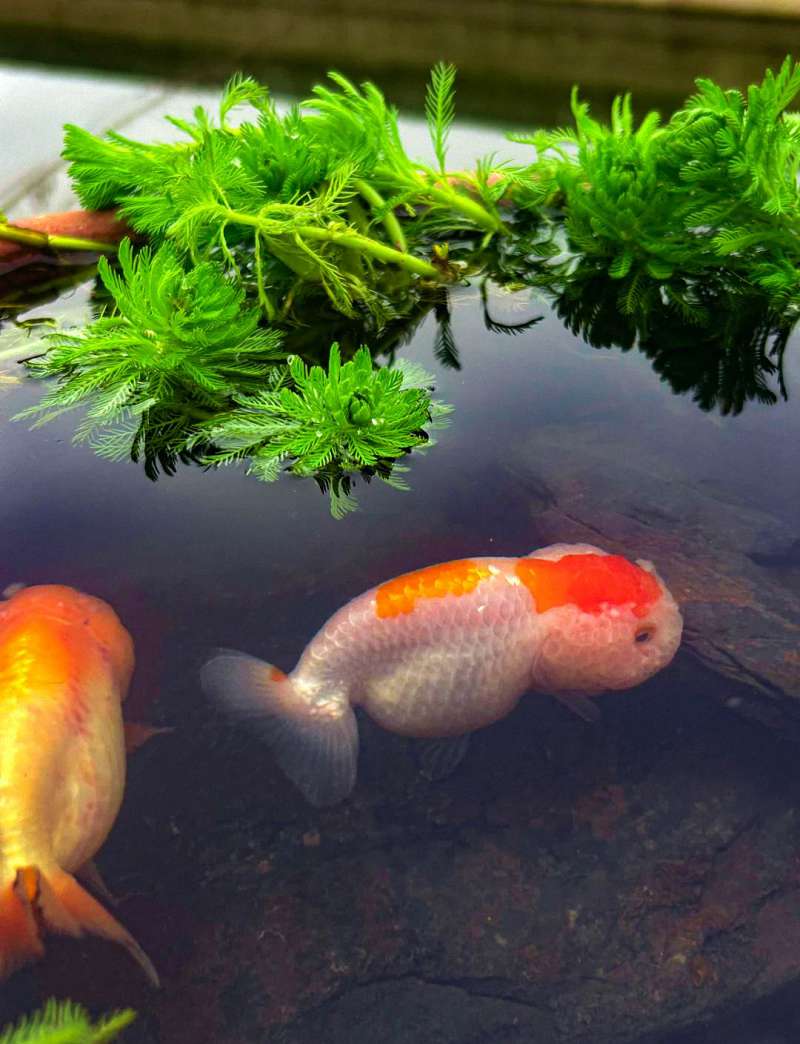 水质测试，测什么最关键？这四项是鱼缸健康的“生命线” 4