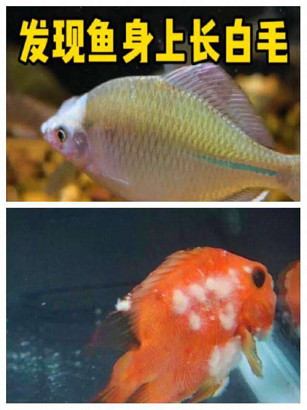 水霉病如何安全有效地治疗?这份药物与步骤指南请收好 1 水霉病如何安全有效地治疗?这份药物与步骤指南请收好 1