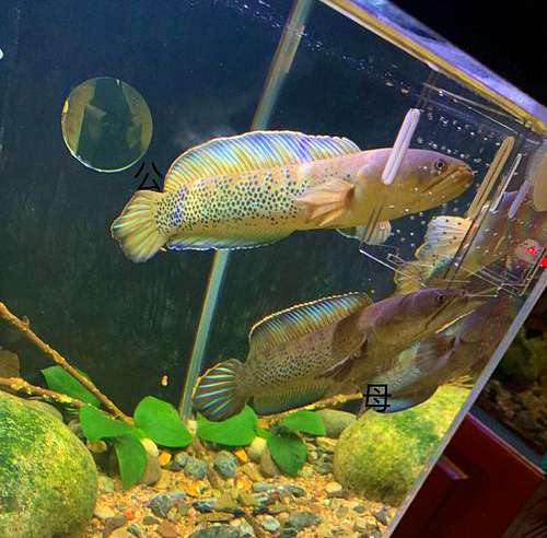 【鬼王雷龙繁殖】鬼王雷龙好繁殖吗 2 【鬼王雷龙繁殖】鬼王雷龙好繁殖吗 2