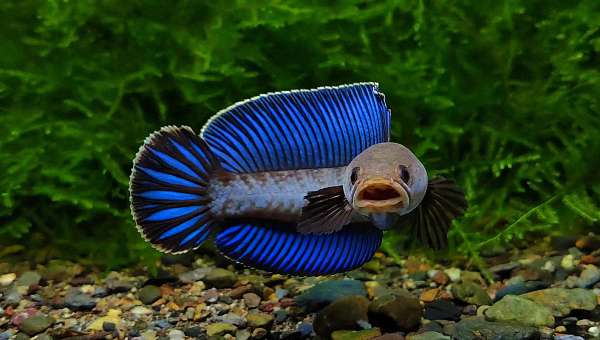 奶茶雷龙 (阿萨姆雷龙)  1