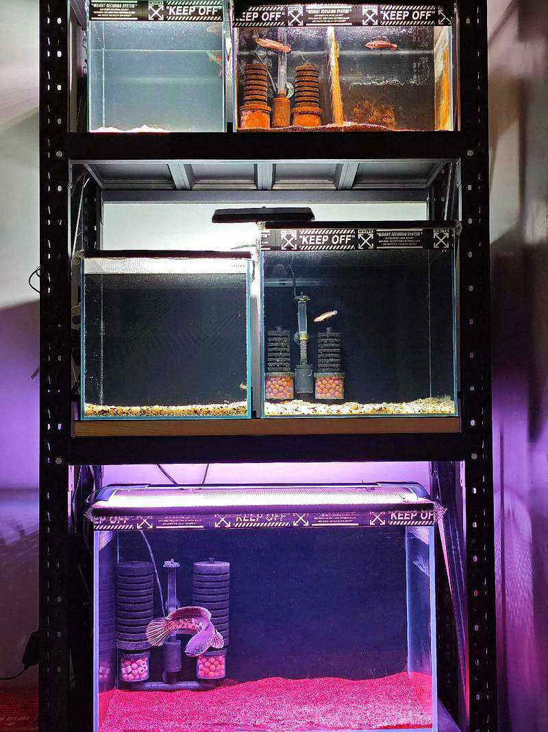 紧急出动！爱鱼生病了？这个“鱼用ICU”你必须准备好！ 2