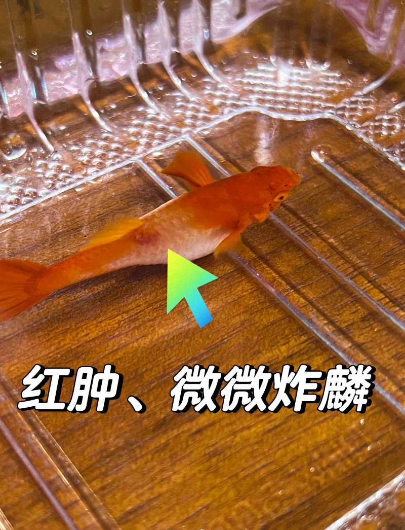 鱼病诊断第一步：一眼分清细菌、真菌还是寄生虫！ 1