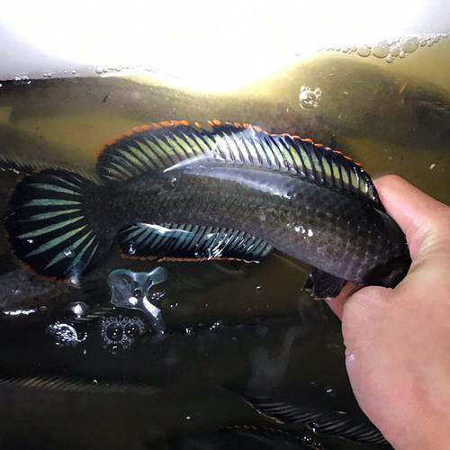 彩虹雷龙趴缸72小时急救指南:从静养到游动的完整方案 2 彩虹雷龙趴缸72小时急救指南:从静养到游动的完整方案 2