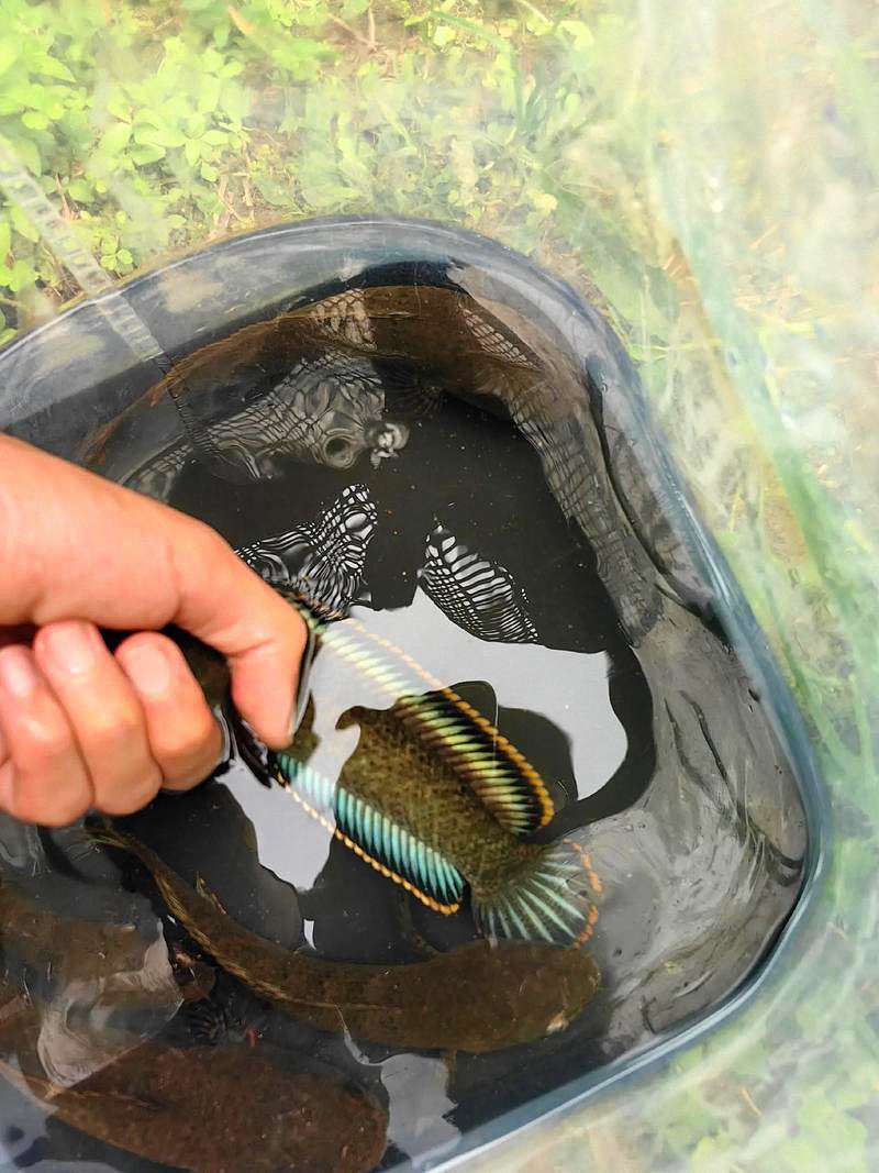 雷龙鱼到新环境不发色怎么办:揭秘“保护色”与诱导发色的科学方法 2 雷龙鱼到新环境不发色怎么办:揭秘“保护色”与诱导发色的科学方法 2