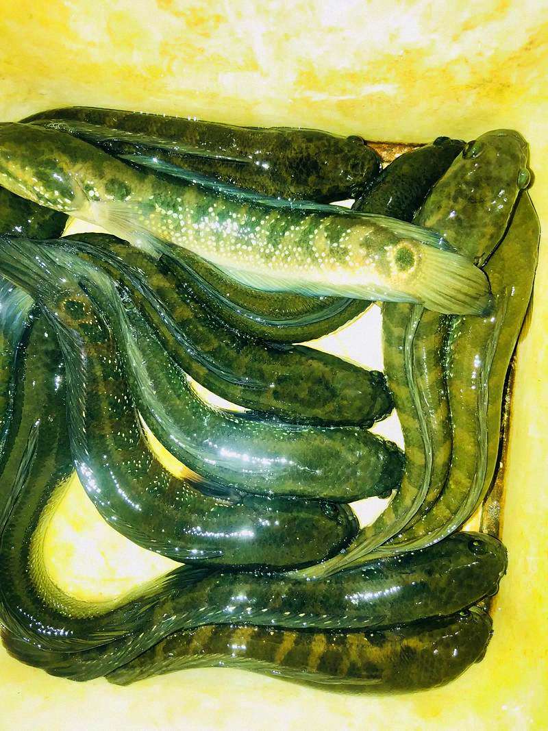 雷龙鱼到新环境不发色怎么办:揭秘“保护色”与诱导发色的科学方法 1 雷龙鱼到新环境不发色怎么办:揭秘“保护色”与诱导发色的科学方法 1