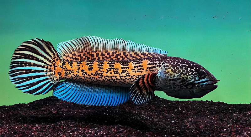 如何挑选一条极品黄金眼镜蛇雷龙鱼:从“合格品”到“收藏级”的进阶指南 如何挑选一条极品黄金眼镜蛇雷龙鱼:从“合格品”到“收藏级”的进阶指南