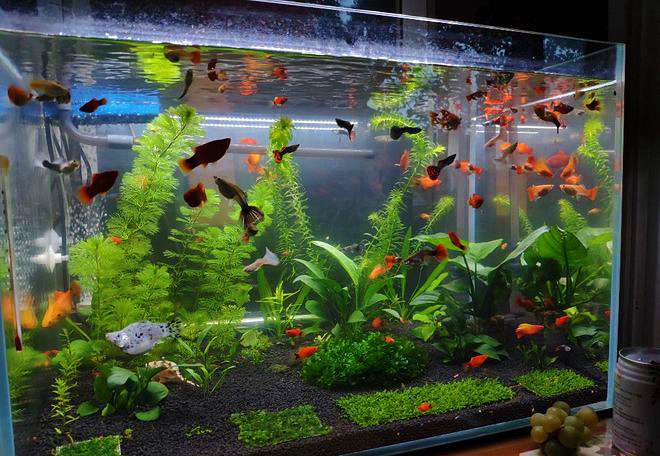 安全用药第一步：你的鱼缸水量，真的算对了吗？ 2