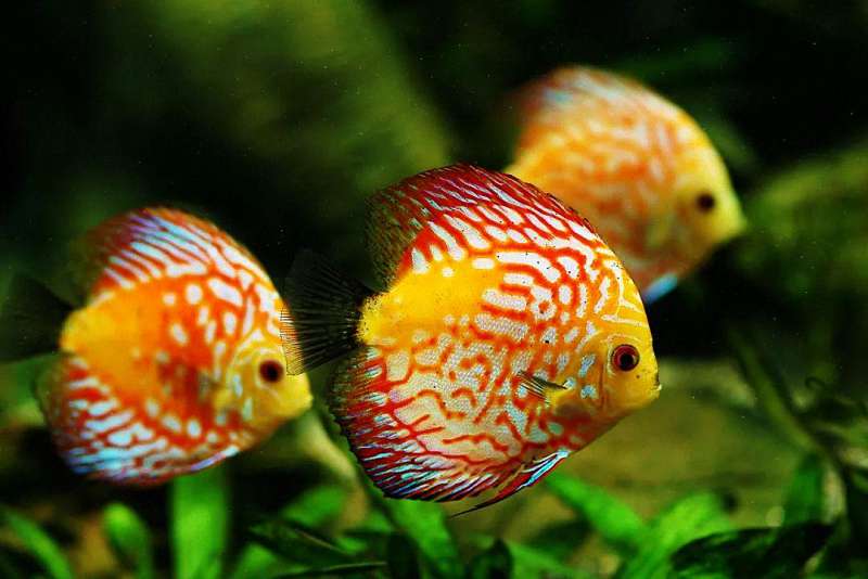 鱼病急救第一步：这样捞鱼，把伤害降到最低！ 3