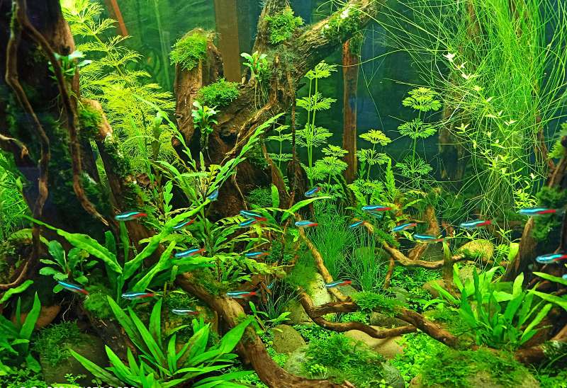 安全用药第一步：你的鱼缸水量，真的算对了吗？ 3