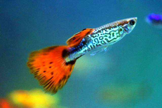 一鱼五看:从体表到行为,读懂爱鱼的“健康密码” 2 一鱼五看:从体表到行为,读懂爱鱼的“健康密码” 2