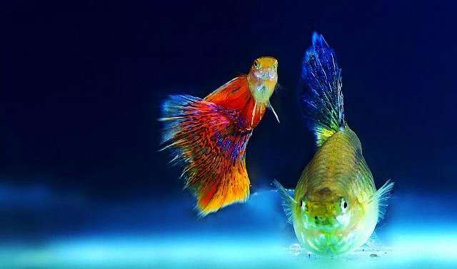 鱼病急救第一步：这样捞鱼，把伤害降到最低！ 5