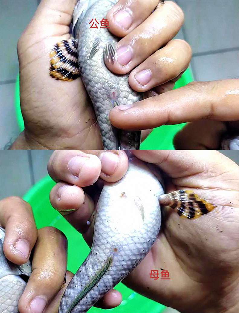 【雷龙鱼公母辨别】如何辨别雷龙鱼的公母？一份详尽的实操指南 6