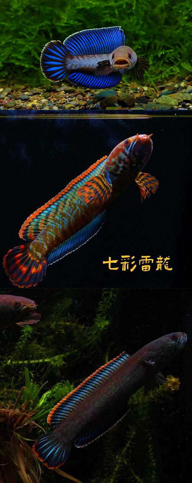 最适合新手的雷龙鱼是哪种？