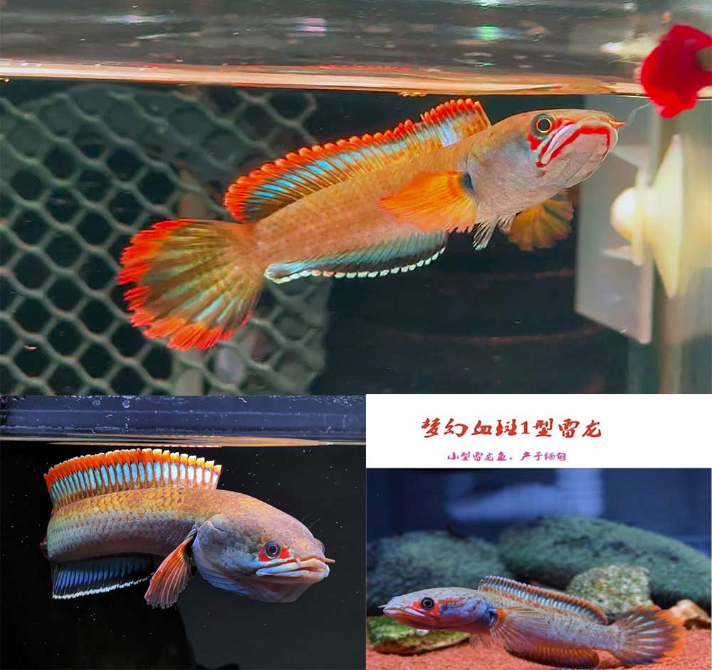 如何区分相近的雷龙鱼品种？以血斑一型与血斑三型为例 1