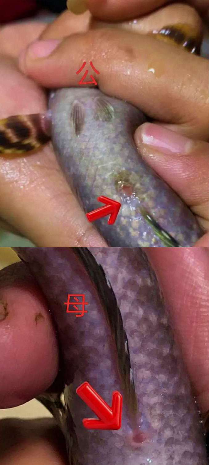 【雷龙鱼公母辨别】如何辨别雷龙鱼的公母？一份详尽的实操指南 5