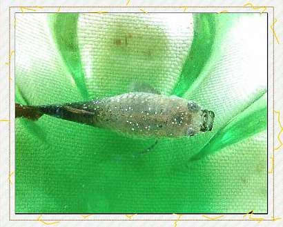 除了白点病,鱼身上这些“灰尘”“绒样”斑点怎么办?一篇说清 2 除了白点病,鱼身上这些“灰尘”“绒样”斑点怎么办?一篇说清 2