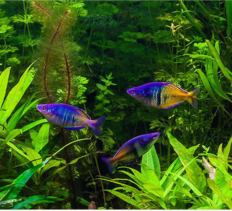 如何判断是否需要使用广谱驱虫药进行预防性驱虫? 1 如何判断是否需要使用广谱驱虫药进行预防性驱虫? 1