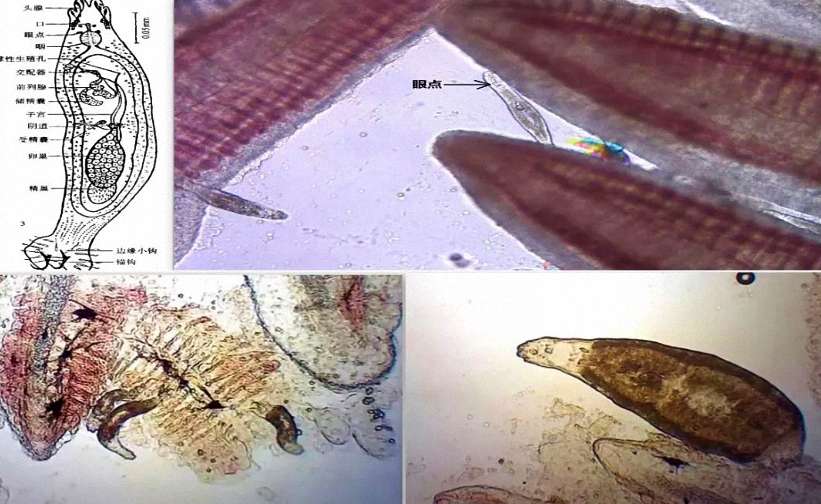 如何治疗由指环虫、三代虫等引起的鳃部或体表寄生虫病？ 2