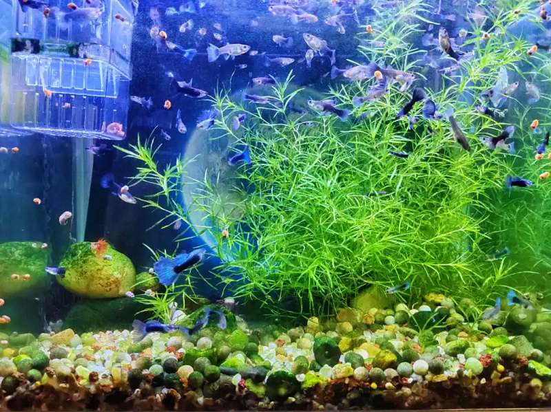 除了白点病,鱼身上这些“灰尘”“绒样”斑点怎么办?一篇说清 3 除了白点病,鱼身上这些“灰尘”“绒样”斑点怎么办?一篇说清 3