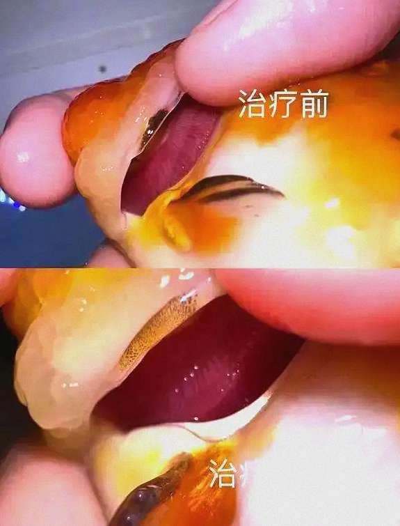 如何治疗由指环虫、三代虫等引起的鳃部或体表寄生虫病？ 1