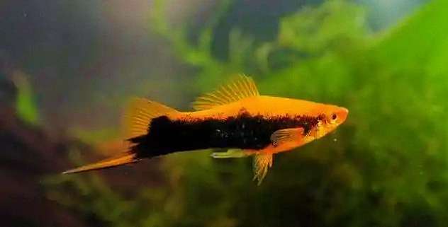 如何治疗由指环虫、三代虫等引起的鳃部或体表寄生虫病？ 4