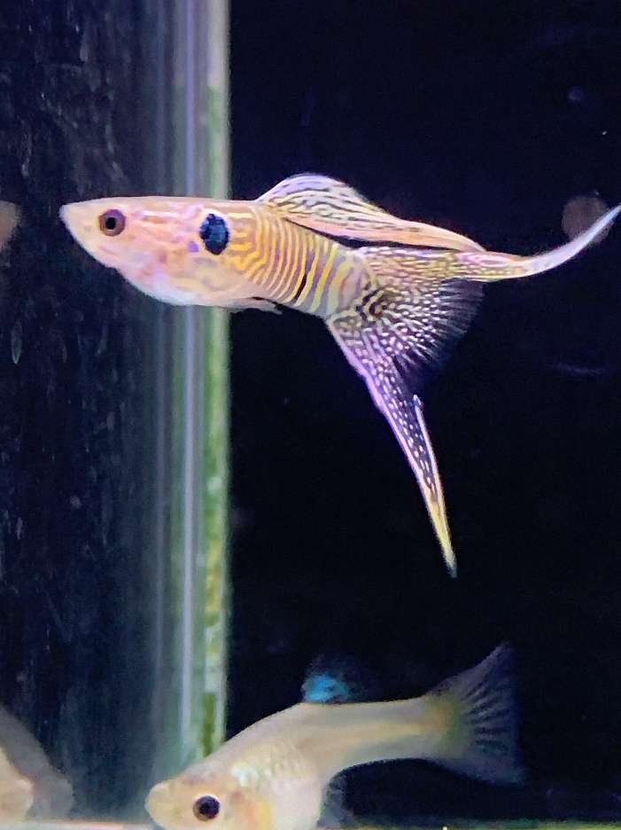 鱼体表面有透明粘液异常增多,可能是什么问题? 3 鱼体表面有透明粘液异常增多,可能是什么问题? 3