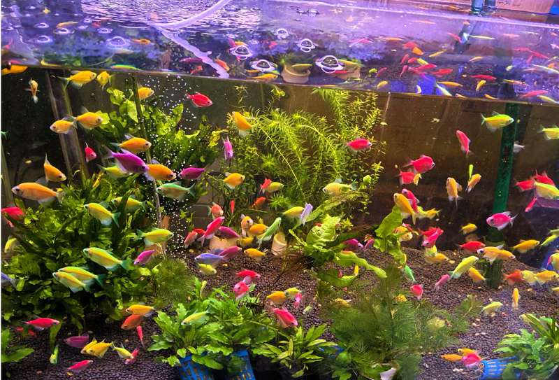 发现鱼虱或锚头蚤这类大型寄生虫,如何安全摘除? 1 发现鱼虱或锚头蚤这类大型寄生虫,如何安全摘除? 1