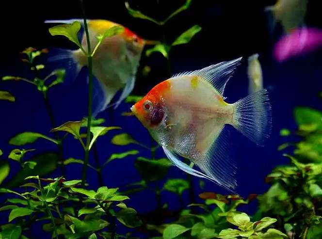 发现鱼虱或锚头蚤这类大型寄生虫,如何安全摘除? 2 发现鱼虱或锚头蚤这类大型寄生虫,如何安全摘除? 2