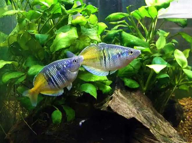 如何判断是否需要使用广谱驱虫药进行预防性驱虫? 3 如何判断是否需要使用广谱驱虫药进行预防性驱虫? 3