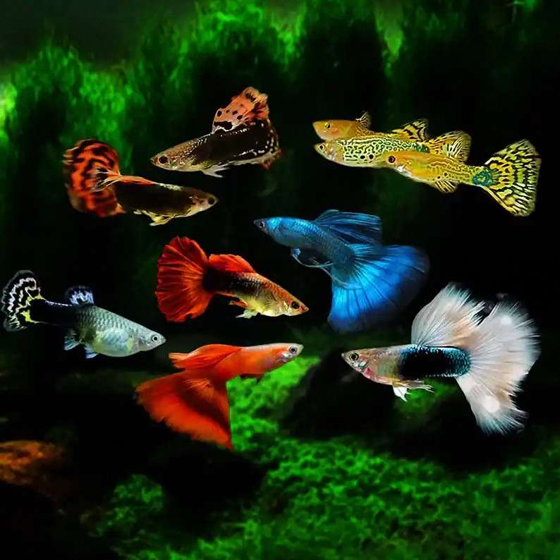 如何判断是否需要使用广谱驱虫药进行预防性驱虫? 4 如何判断是否需要使用广谱驱虫药进行预防性驱虫? 4